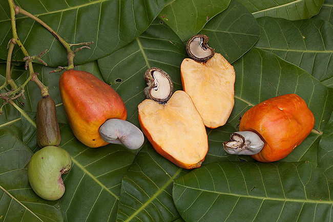 Cashew Nut Anarcardium occidental, flaar photo